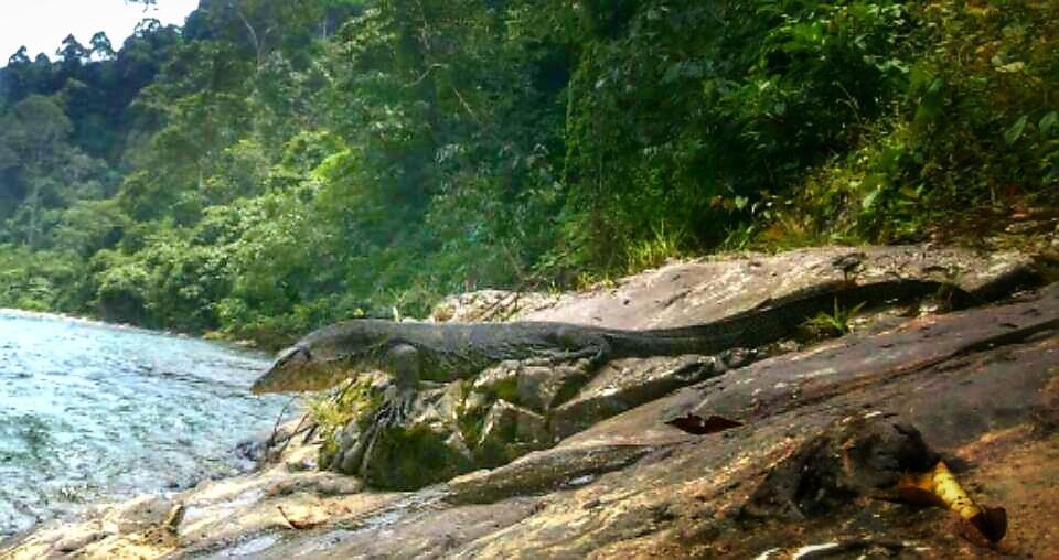 Etalauser Jungle Gate Ecoresort Bukit Lawang Exterior photo